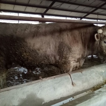 育肥牛犊100~200kg