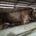 育肥牛犊100~200kg