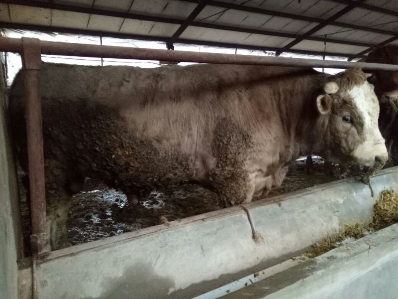育肥牛犊100~200kg