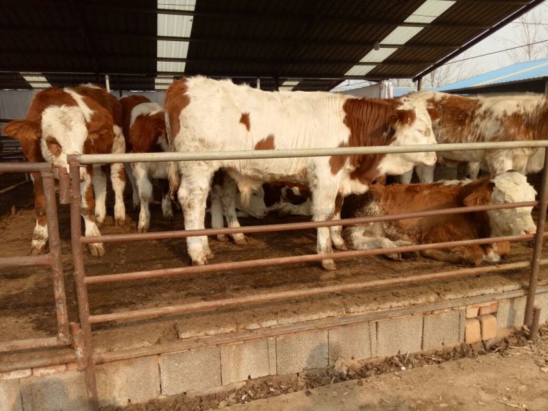 育肥牛犊100~200kg