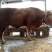 育肥牛犊100~200kg