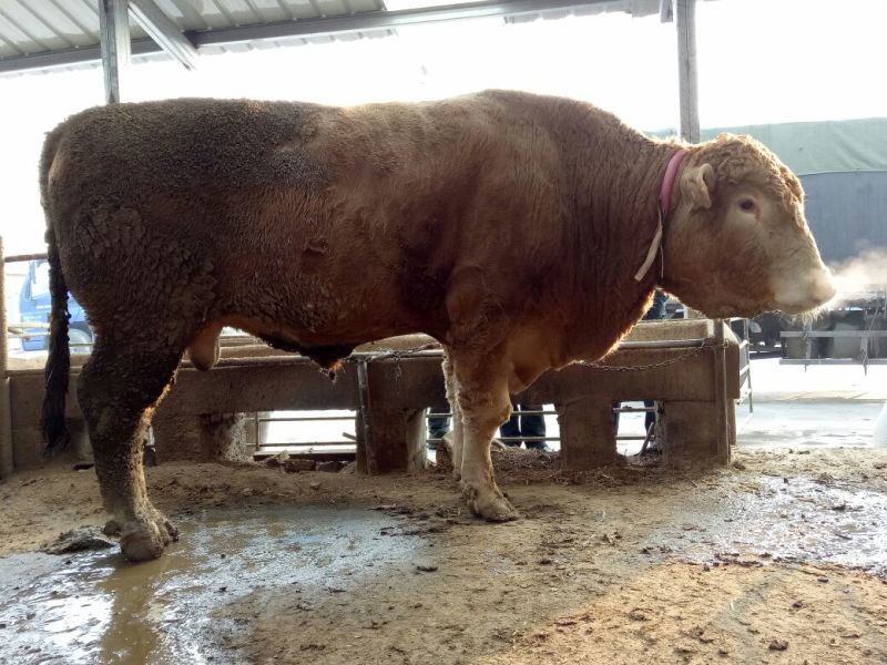 育肥牛犊100~200kg