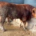育肥牛犊100~200kg