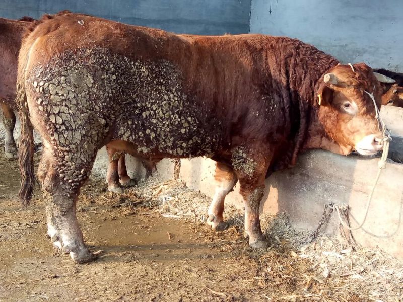 育肥牛犊100~200kg