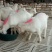 种羊30~50斤