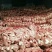 兔肉食用1~3