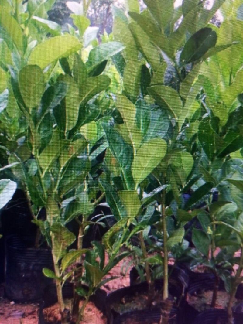 香水柠檬树苗50~80cm