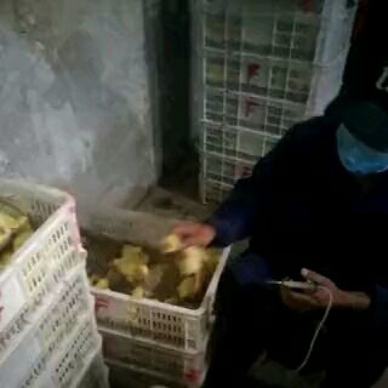 扬州大白鹅苗250g以下