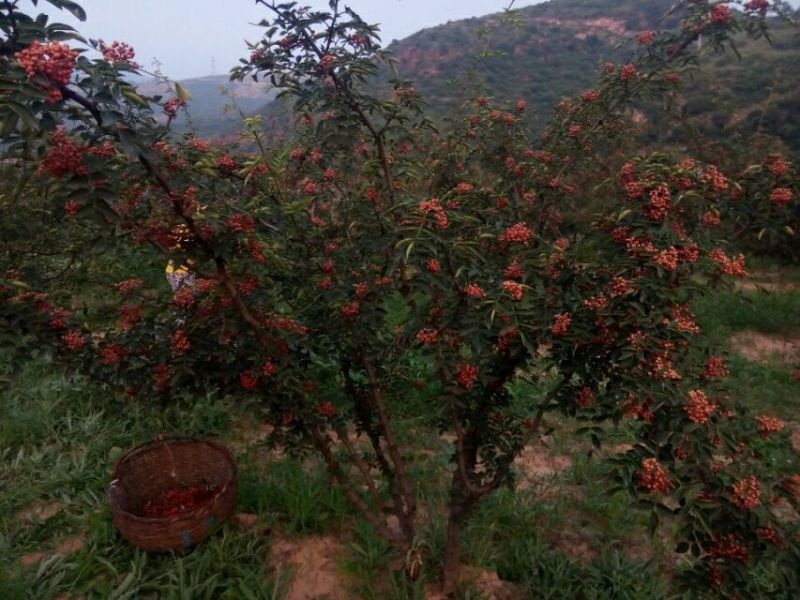 花椒苗一年二年苗，狮子头黄盖，无刺椒，常年供应，可发全国