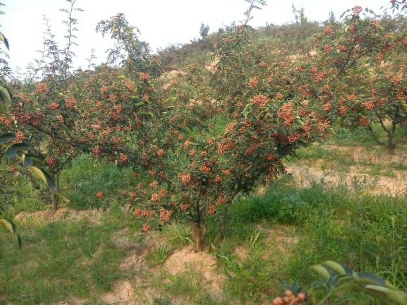 花椒苗一年二年苗，狮子头黄盖，无刺椒，常年供应，可发全国