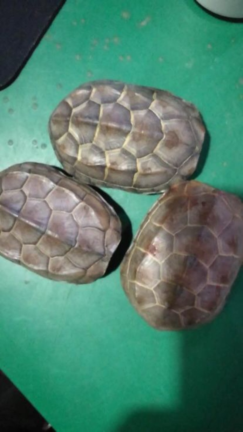 生态甲鱼