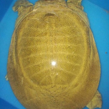 生态甲鱼