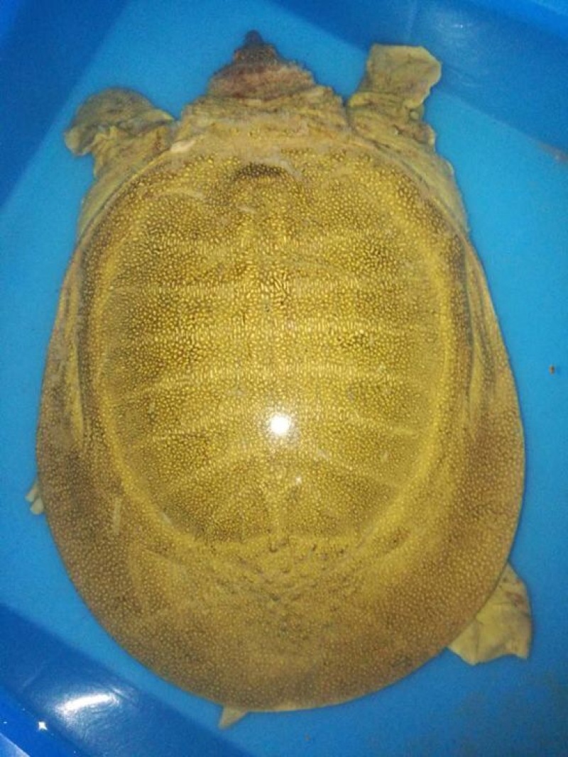 生态甲鱼
