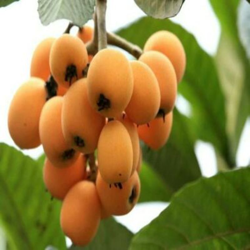 枇杷树苗30~50cm