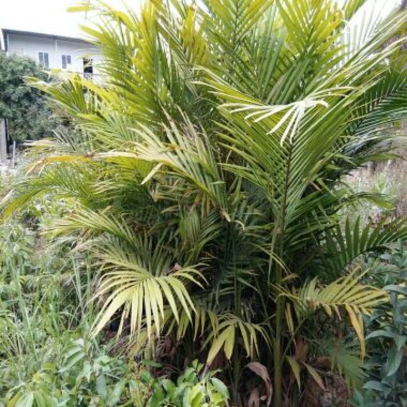 广西棕榈树苗大王椰树苗假槟榔树苗公路庭院种植风