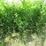 皇帝柑苗嫁接苗皇妃贡柑苗南北方庭院种植果树苗当年结果