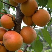 杏子苗品种齐全规格齐全保证纯度保湿邮寄