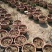 梨树2~4cm0.5米以下