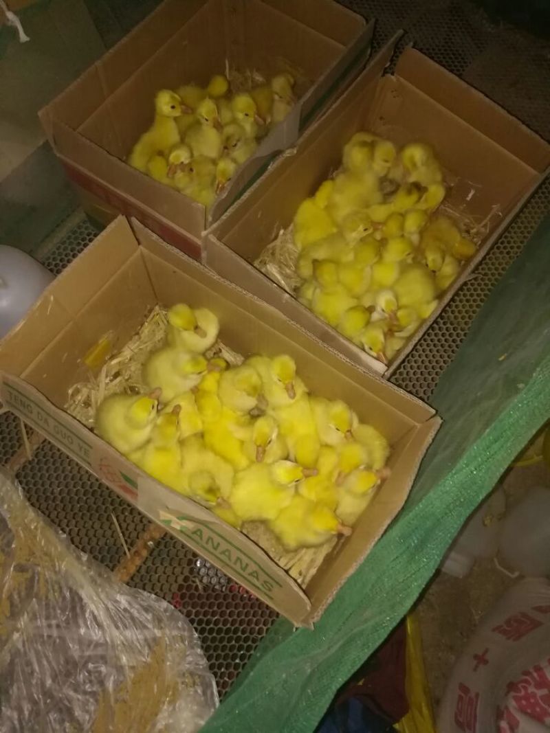 皖西白鹅鹅苗250g以下