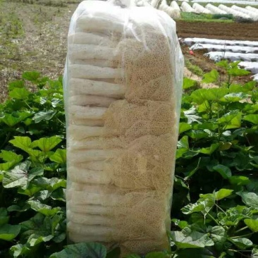 竹荪特级
