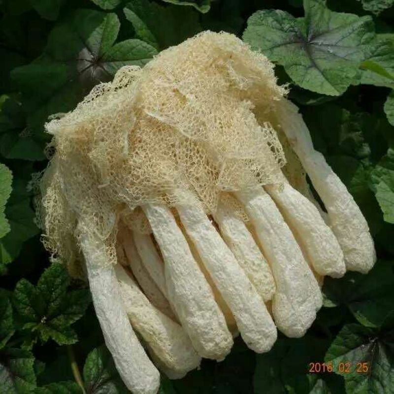 竹荪特级