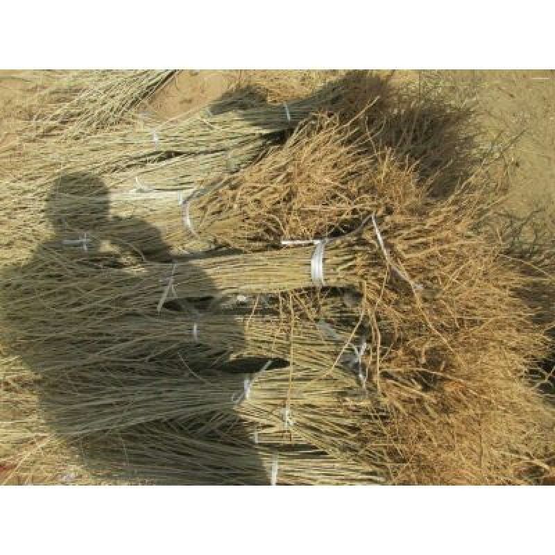 宁夏苟杞苗果树苗红枸杞野生枸杞树苗南北方地栽盆栽种植