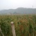 宁夏苟杞苗果树苗红枸杞野生枸杞树苗南北方地栽盆栽种植