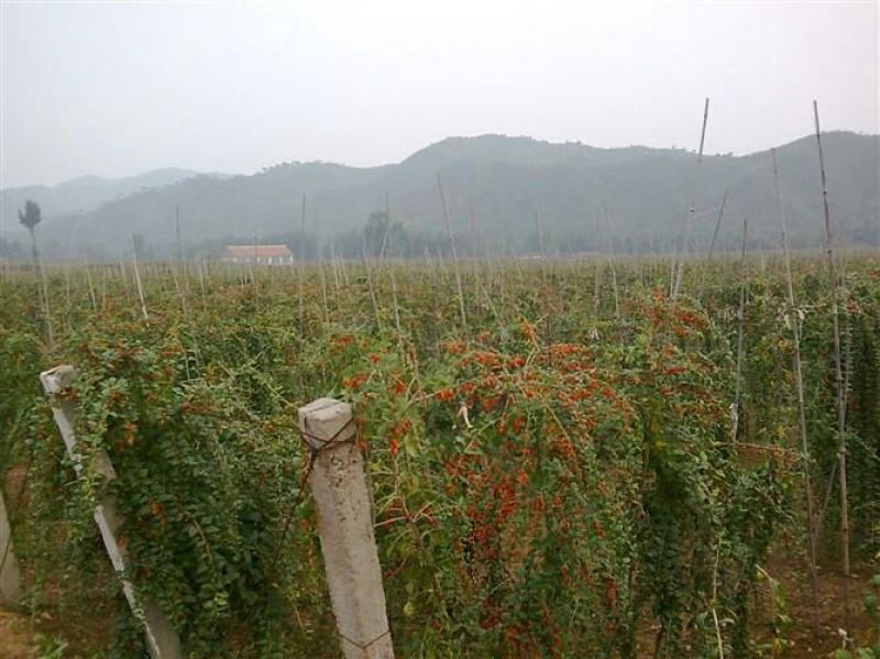 宁夏苟杞苗果树苗红枸杞野生枸杞树苗南北方地栽盆栽种植