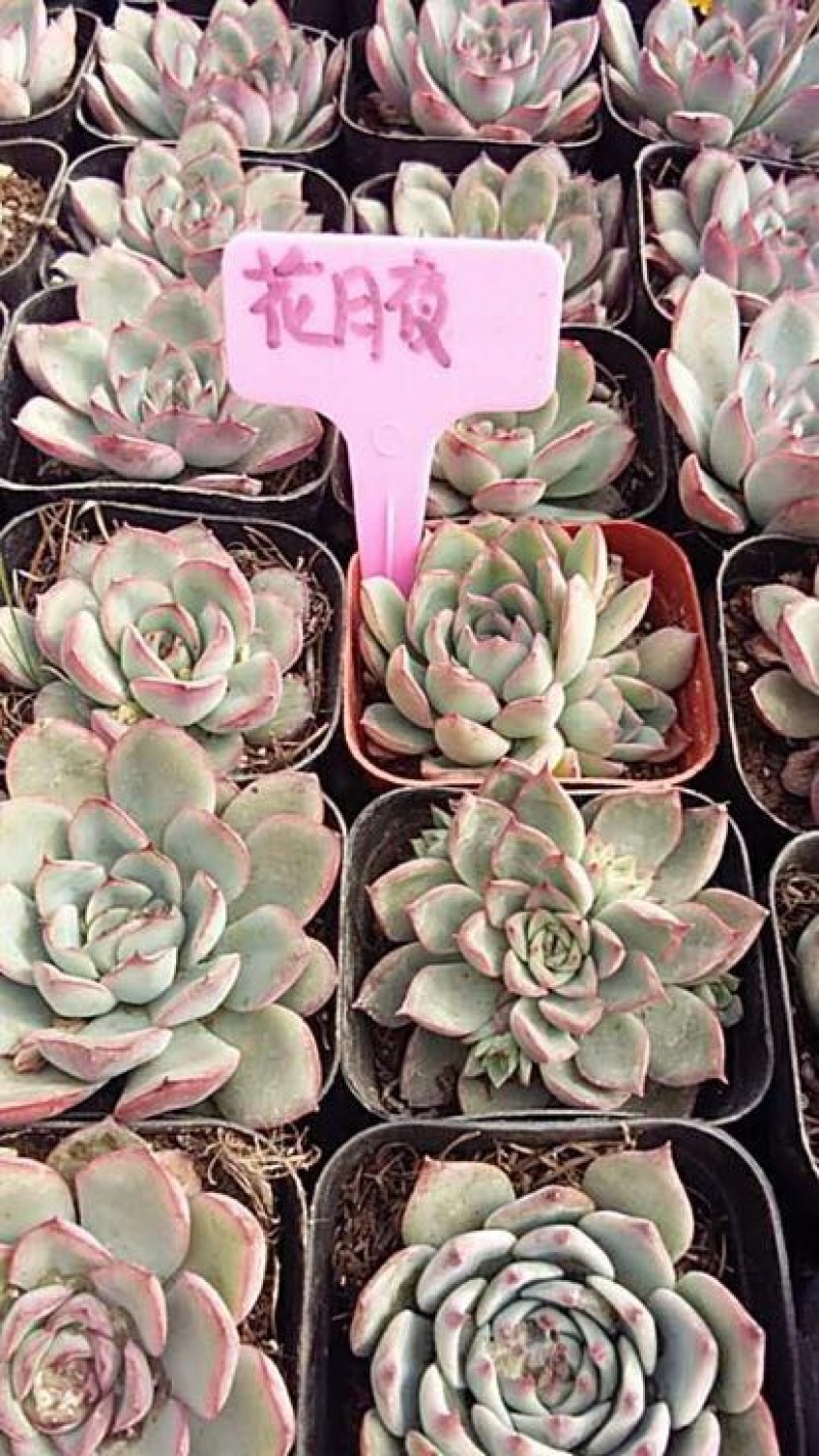 多肉植物