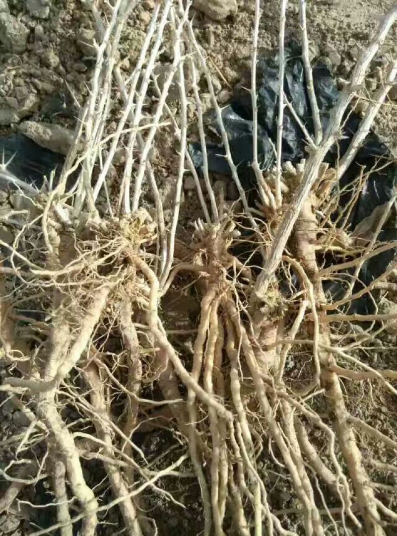 2年野生原种黑枸杞苗，成活率高，包技术