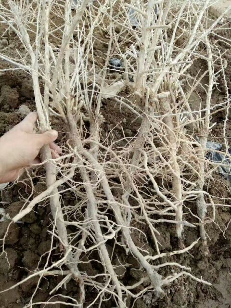 2年野生原种黑枸杞苗，成活率高，包技术