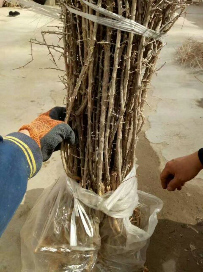 2年野生原种黑枸杞苗，成活率高，包技术