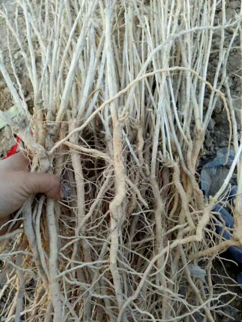 2年野生原种黑枸杞苗，成活率高，包技术