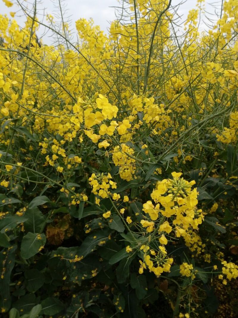 菜油一级