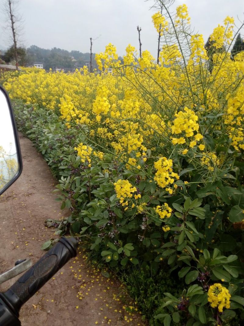菜油一级
