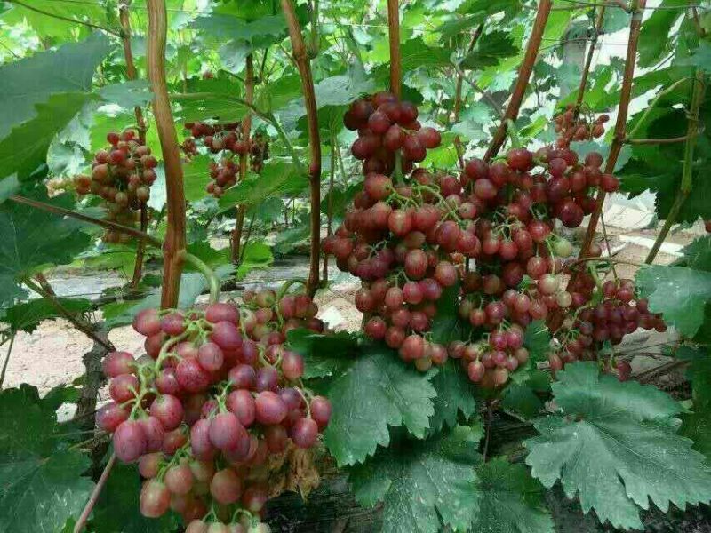 葡萄苗30cm以下1年