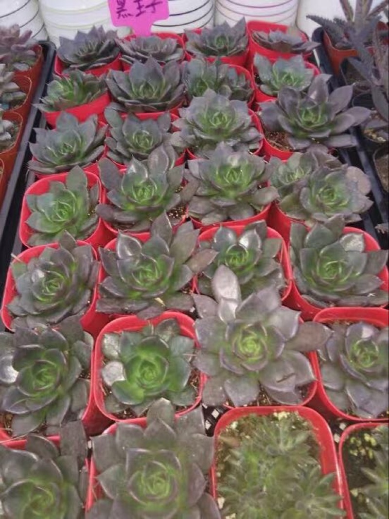 多肉植物