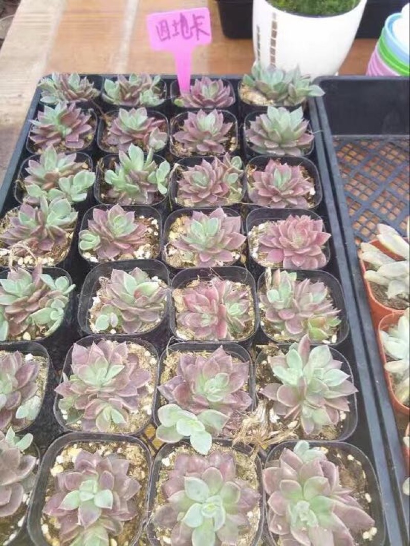 多肉植物