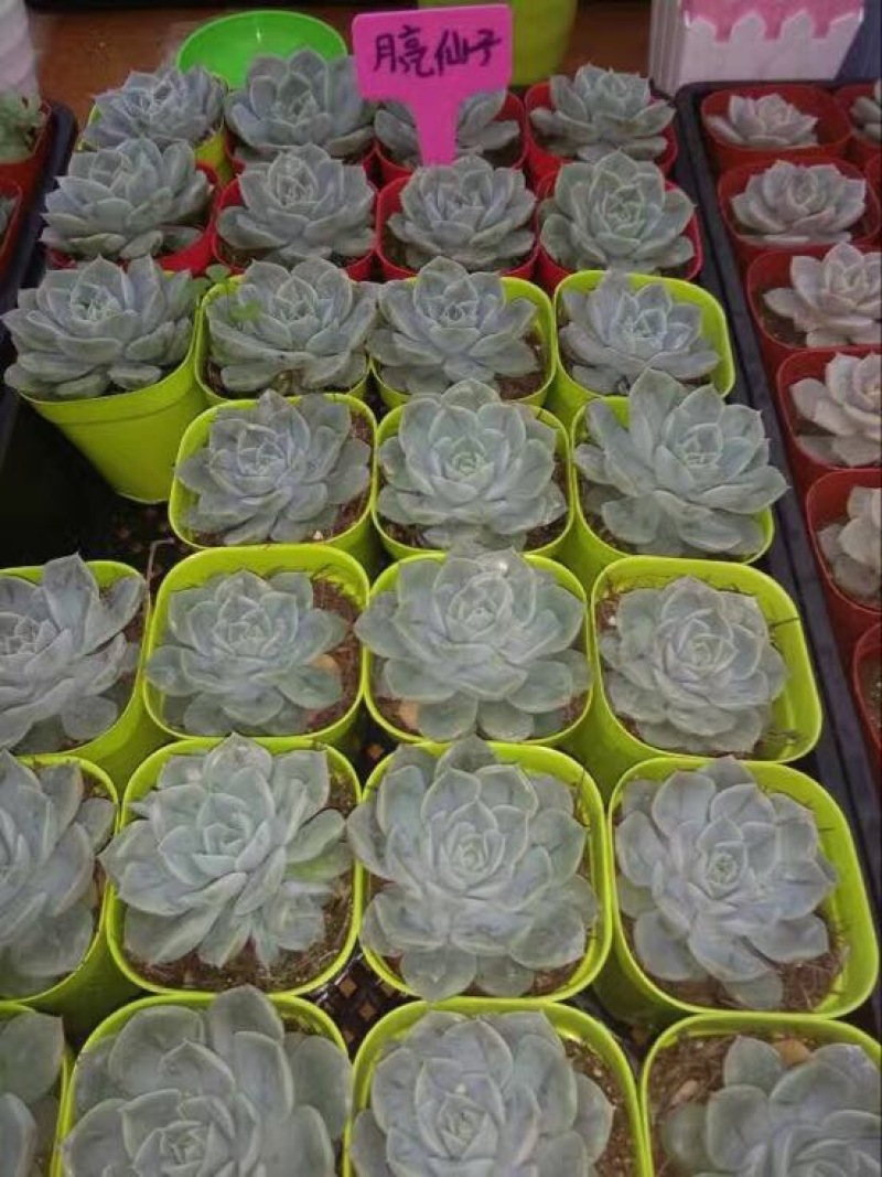 多肉植物