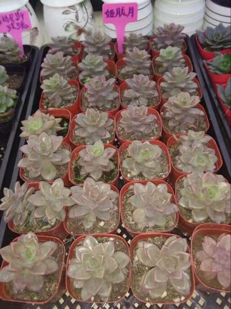 多肉植物