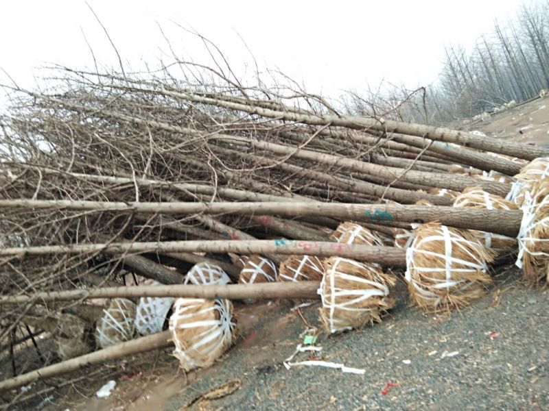 银杏树2~3米12~14cm4米以上