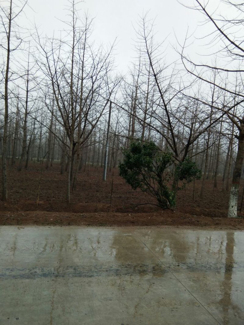 银杏树2~3米12~14cm4米以上