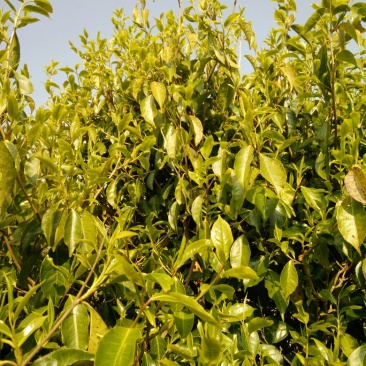 百年大树茶一级