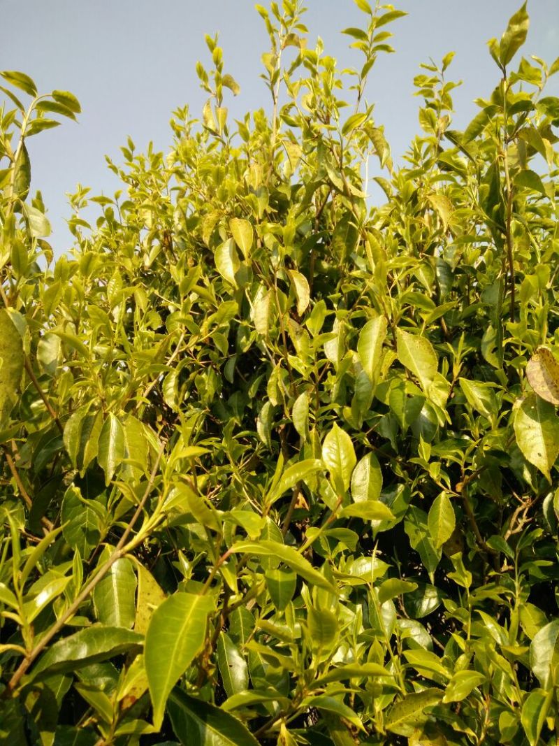 百年大树茶一级