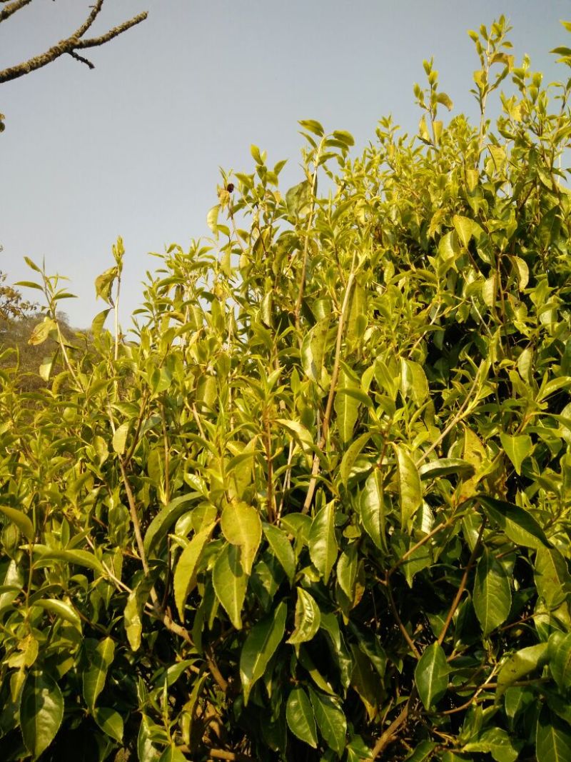 百年大树茶一级