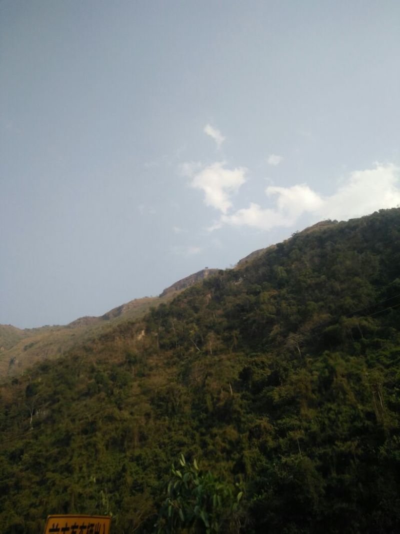 百年大树茶一级
