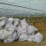内蒙古纯羊粪有机菌肥微生物菌剂40kg(包装)