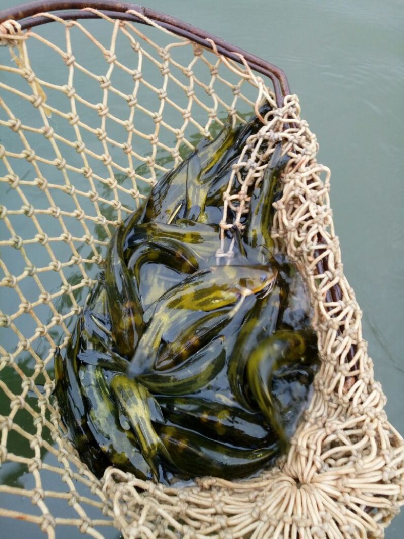 黄颡食用