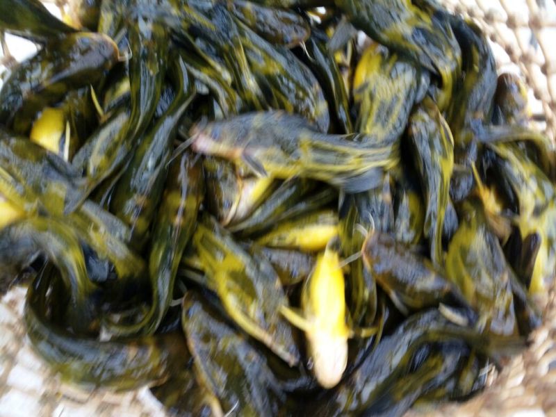 黄颡食用