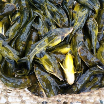 黄颡食用